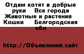 Отдам котят в добрые руки. - Все города Животные и растения » Кошки   . Белгородская обл.